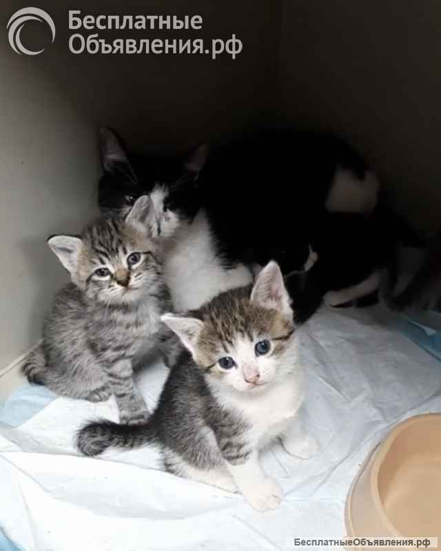 Котята ищут дом
