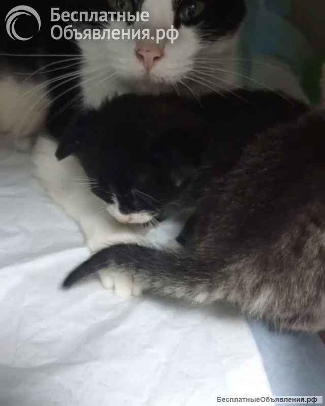 Котята ищут дом