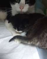 Котята ищут дом