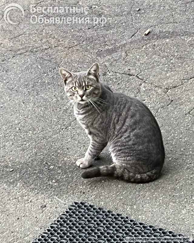 Котята ищут дом
