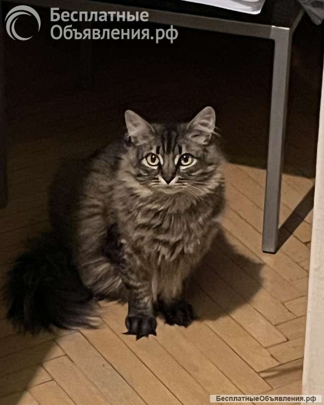 Лея и Леся ищут дом