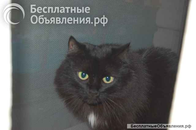 Лея и Леся ищут дом