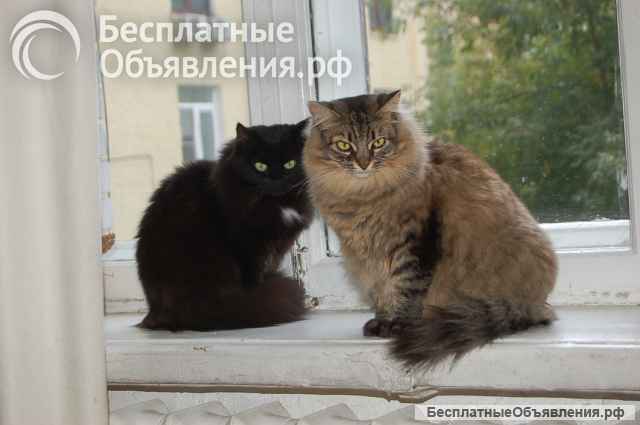 Лея и Леся ищут дом