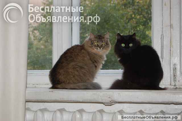 Лея и Леся ищут дом
