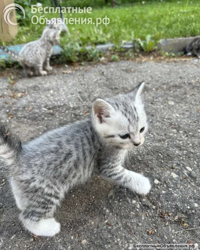 Котята метисы