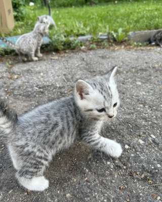 Котята метисы