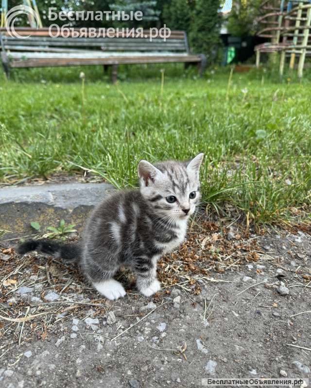 Котята метисы