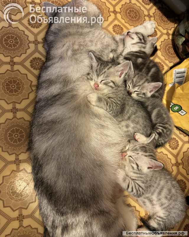 Котята метисы