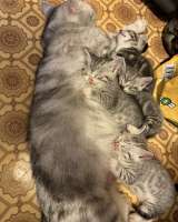 Котята метисы