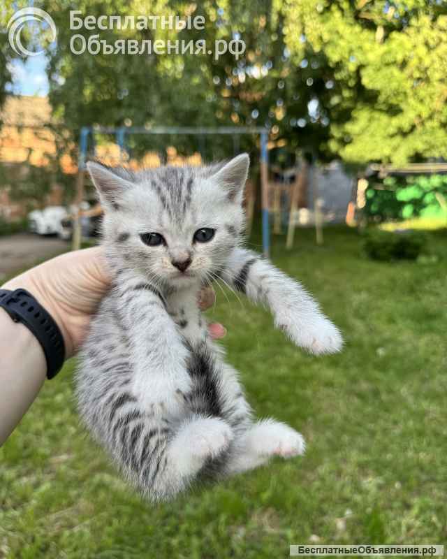Котята метисы