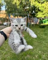 Котята метисы