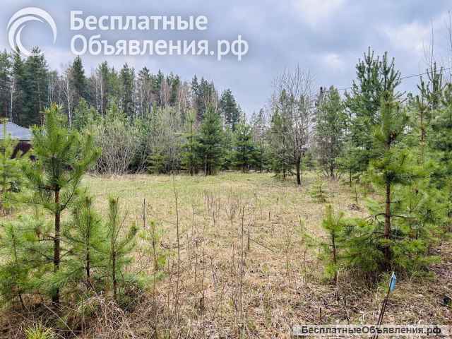 Земельный участок у леса