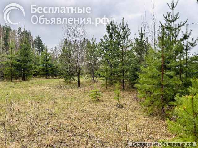Земельный участок у леса