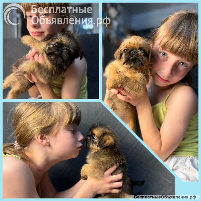 Рыжие гриффончики из питомника Хрустальная мечта