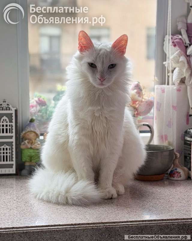 Белый пушистый котик по имени Килл ищет дом