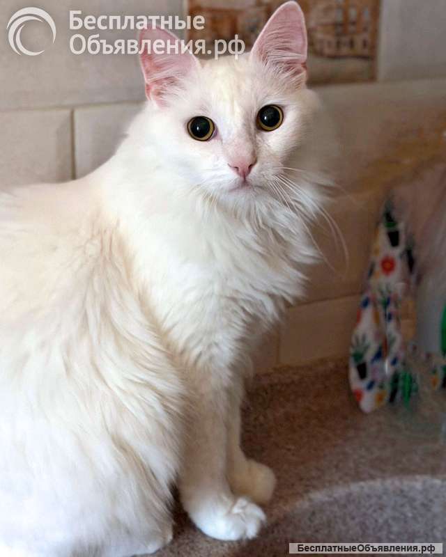 Белый пушистый котик по имени Килл ищет дом