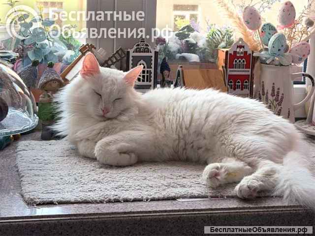 Белый пушистый котик по имени Килл ищет дом