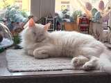 Белый пушистый котик по имени Килл ищет дом
