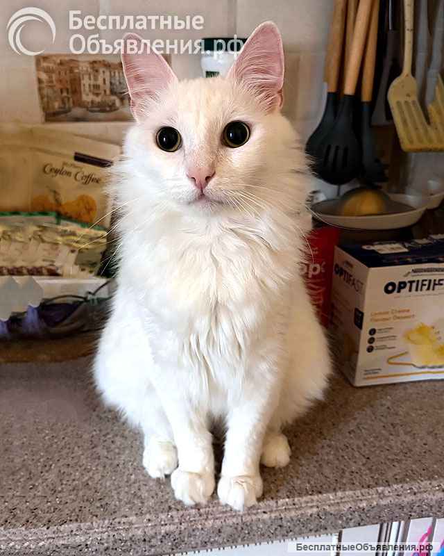 Белый пушистый котик по имени Килл ищет дом