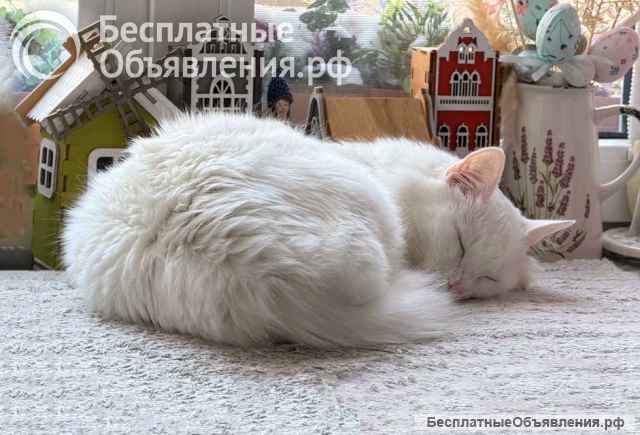 Белый пушистый котик по имени Килл ищет дом
