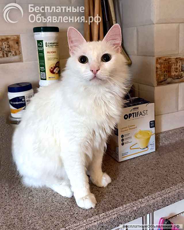 Белый пушистый котик по имени Килл ищет дом