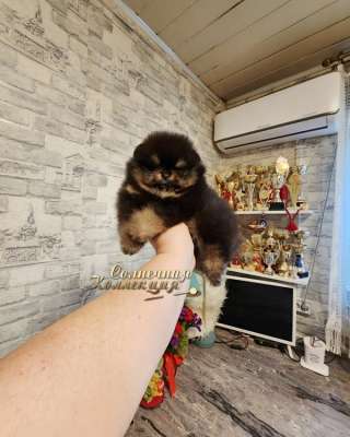 Мальчик померанского шпица меховой мини медвежонок