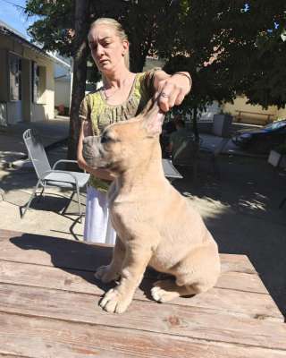 Кане Корсо Щенки