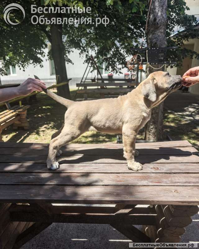 Кане Корсо Щенки