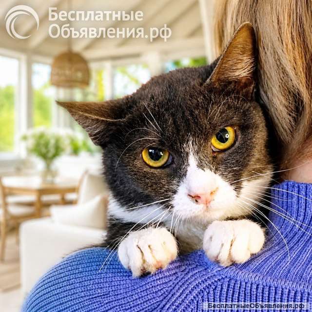 Анечка ищет дом