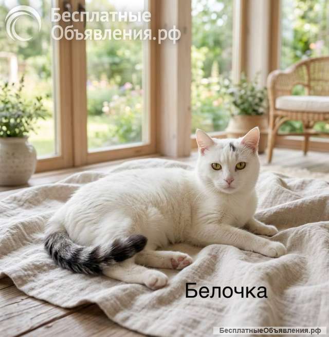 Кошечка Белочка ищет дом