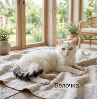 Кошечка Белочка ищет дом