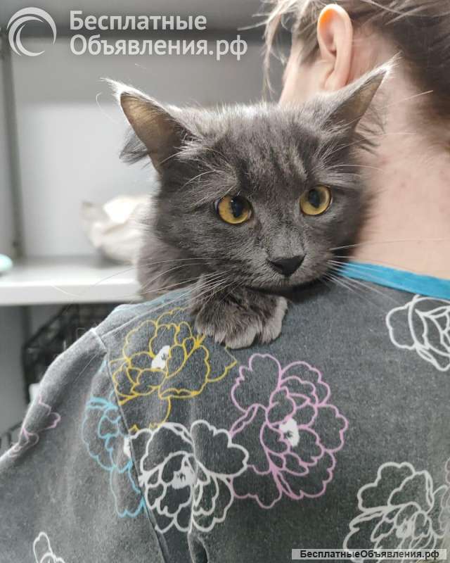 Кошка-ласкушка Мушка ищет дом