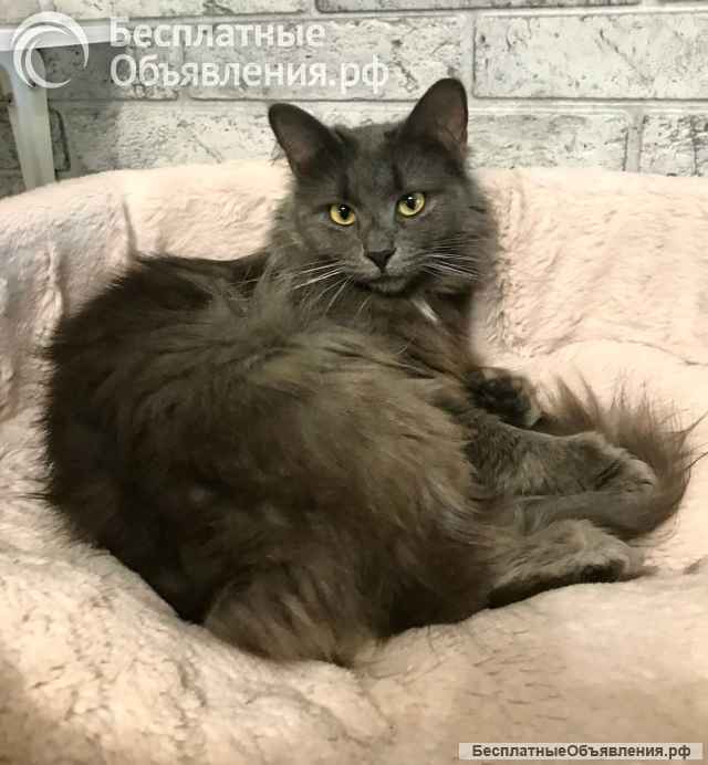 Кошка-ласкушка Мушка ищет дом