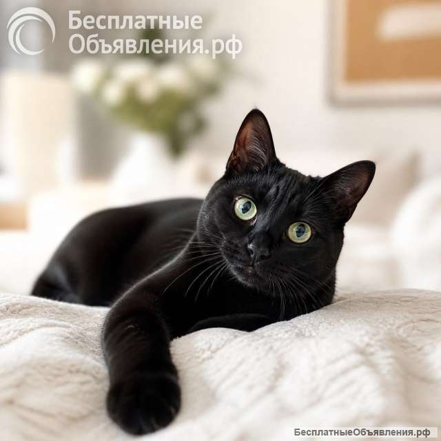 Кошка Черничка ищет дом