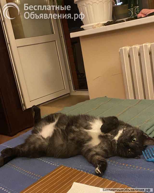 Варя ищет дом
