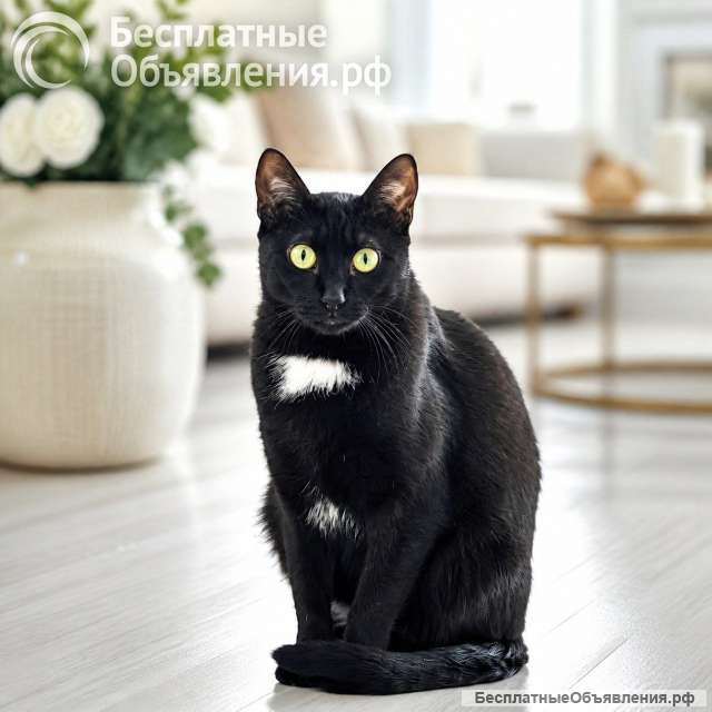 Кошка Бэлла ищет дом