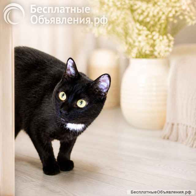Кошка Бэлла ищет дом