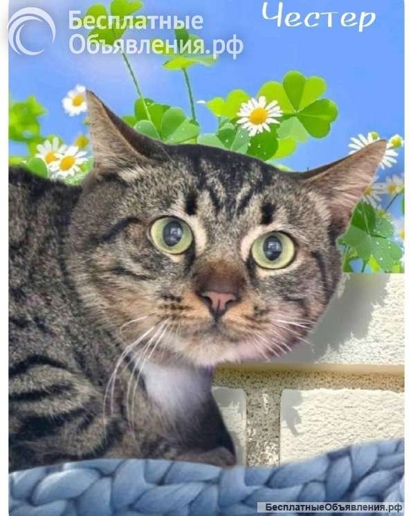 Котик Честер ищет дом