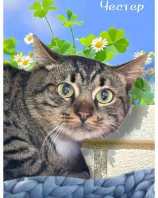 Котик Честер ищет дом