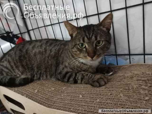 Котик Честер ищет дом