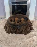 Короткошерстные таксы