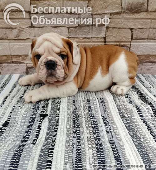 Английский бульдог щенки
