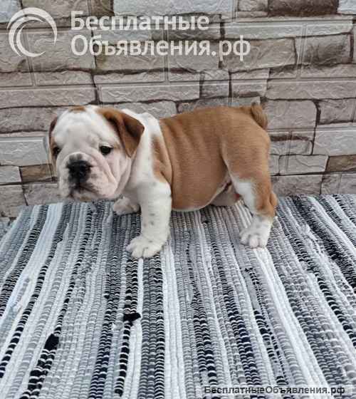 Английский бульдог щенки