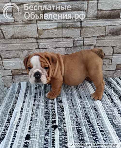 Английский бульдог щенки