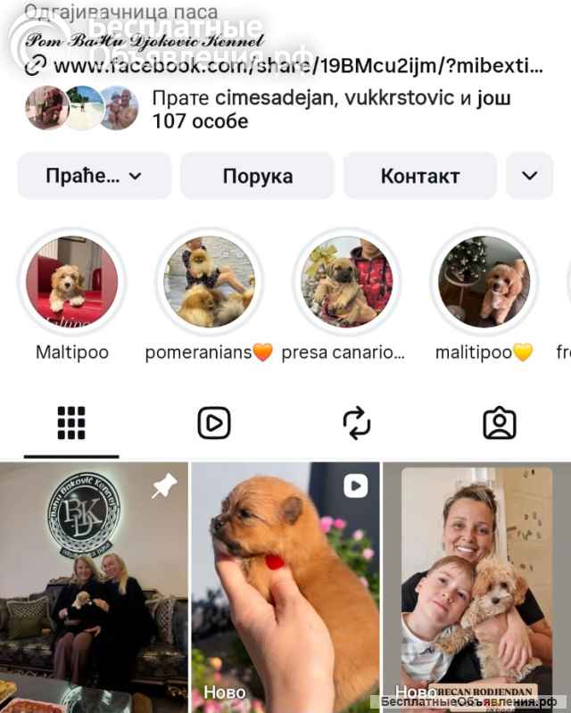 Кокапу щенки красного окраса