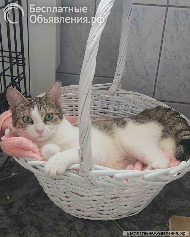 Бейби, очень харизматичная кошечка ищет дом