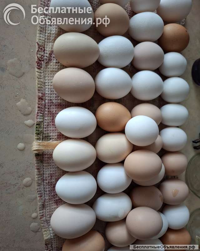 Домашние яйца кур