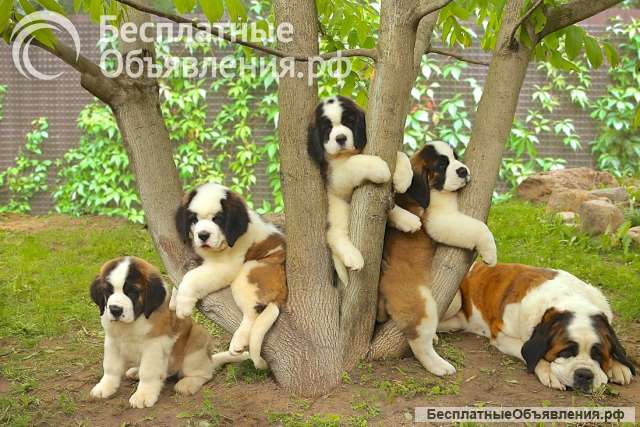 Щенки Сенбернара (Гигант, Компаньон, Бетховен)