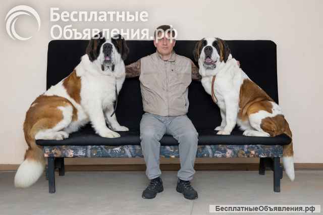 Щенки Сенбернара (Гигант, Компаньон, Бетховен)
