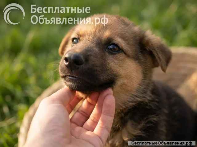 Очаровательная Жасмин ищет дом